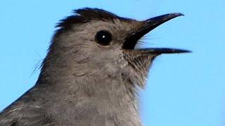 Catbird sounds mimicking & singing song