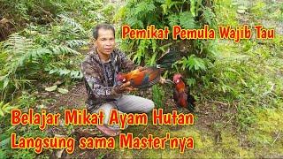 Cara Mikat Ayam Hutan untuk Pemula