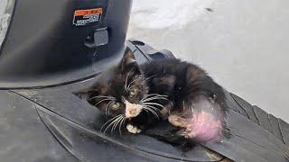 The poor kitten with an injured hind leg unable to walk can only sit still and wait for death.