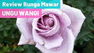 Review Tanaman Hias BUNGA MAWAR UNGU WANGI