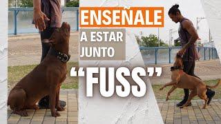 ENSEÑA a tu PERRO a ESTAR o PASEAR JUNTO FUSS 