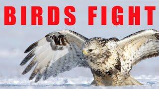 Birds of prey fighting - Rough-legged Buzzard