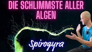 Die schlimmste Alge die Du im Aquarium haben kannst - Spirogyra  +Froschlaichalge  +Thorea