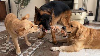 Three Adorable Dogs Compete for the Same Toy