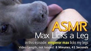 Max Licks A Leg  ASMR DOG LICKING  No Talking