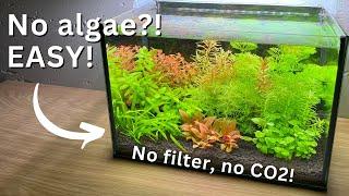 No Algae no filter Nano Tank for beginners? Step-by-step tutorial