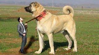 Kangal is a Giant with the Strongest Bite in the World It Kills The Wolf Calmly