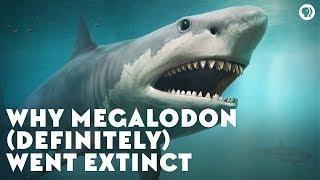 Why Megalodon Definitely Went Extinct