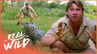 Steve Irwin Faces A Massive Saltwater Crocodile In Australia  Crocs Down Under  Real Wild