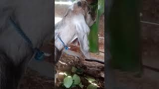 nyam nyam kambing lagi makan #mukbang #animals #goat #shortvideo #youtubeshorts