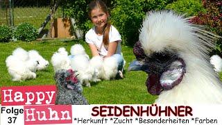 How to breed Silkies - GERMAN VIDEO - fluffy bantam chickens