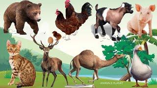 Bustling animal world sounds around us Duck Chicken Goat Pig Bear Camel Moose Cat