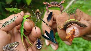 Catch unique little beetles‼️hunting baby chameleons grass lizards bomber beetles crabs and frogs