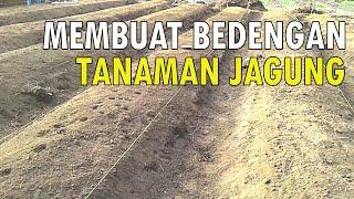 CARA MEMBUAT BEDENGAN UNTUK TANAMAN JAGUNG