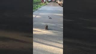 Кот ловит голубя
