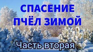 СПАСЕНИЕ ПЧЁЛ ЗИМОЙ. ЧАСТЬ ВТОРАЯ ОСМОТР ЧТО С ПЧЁЛАМИ???