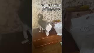 просто хочет съесть #кот #мем #котмем #жиза