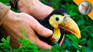 Rescued Baby Toucan