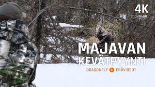 Majavan Kevätmetsästys  Beaver Hunting  Dragonfly Erävideot
