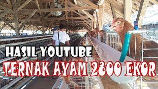 POPULASI AYAM 2800 EKOR  KARDIMAN BISNIS