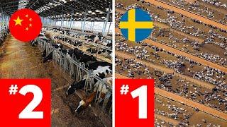 LARGEST Cattle Farms Around The World RANKED