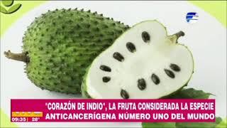 Corazón de Indio la fruta la especie considerada anticancerígena  Informe en VLV