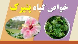 خواص گیاهی پنیرک بر بدن