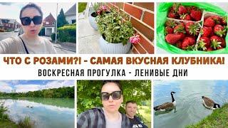 Milana LifeVlog Мои розы погибают?-отвечаю на вопросы -на сколько кг похудела?-Жизнь в Германии