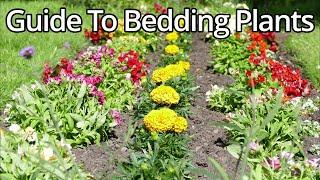 Ultimate Guide To Summer Bedding Plants