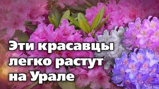 Рододендроны.  Сорта особенности выращивания и зимовки