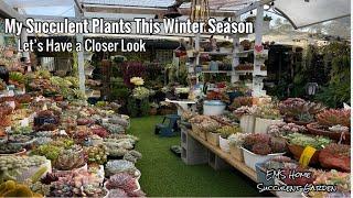 Succulent Plant Tour In My Garden This Winter Season Here In Australia 