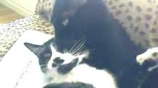 Lesbian Cats - Hidden camera