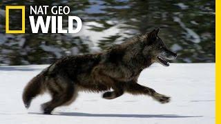 Hunting With the Dark Wolf  Wild Yellowstone