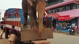 Elephant Unloading