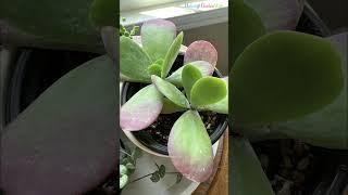 Really Beautiful Drought Tolerant Houseplants #shorts #lowmaintenanceplants