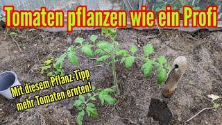 Tomaten pflanzen wie ein Profi Darauf kommt es an