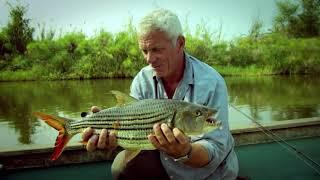 Catching An African Tigerfish   River Monsters