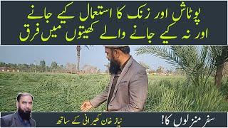 Benefits of Zinc and Potash fertilizer in Wheat Use of Zinc and Potash in Wheat Kisan time کسان ٹائم