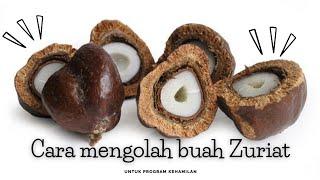 Manfaat buah zuriat dan cara mengolah buah zuriat  Promil Buah Zuriat