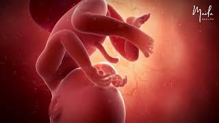 38 Weeks of Pregnancy  Third Trimester  Fetal Stage