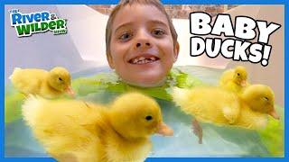 Kids #STAYHOME with BABY DUCKS Play #withme