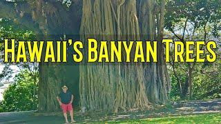 Banyan Trees Hawaii  The History is in the Trees  Pearl Harbor Witness Tree and Hilo Banyan Drive