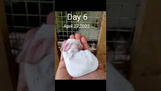 new born baby rabbits 1 to 30 days