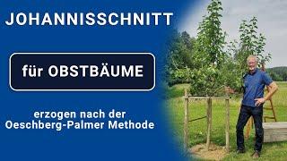 Johannisschnitt an Obstbäumen erzogen nach der Oeschberg-Palmer Methode Anleitung