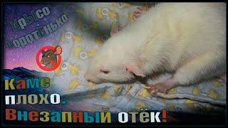 Внезапный отёк у крысы  Каме совсем плохо. Не радужные новости.  Fancy Rats 