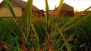 Cinematic Alam  Sinematik Sawah  Cinematic Sawah Sore Hari