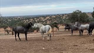 Play horses.Caballo y yegua.Equidos. Mulo burro