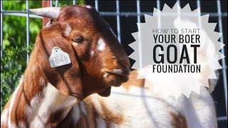 BREEDING BOER GOATS  SETTING A BREEDING FOUNDATION