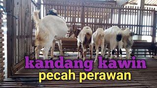 KANDANG KAWIN PECAH PERAWAN