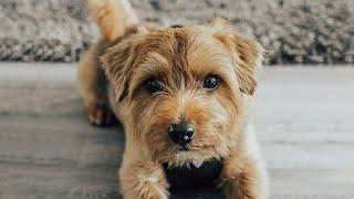 My Norfolk Terrier - Teddy